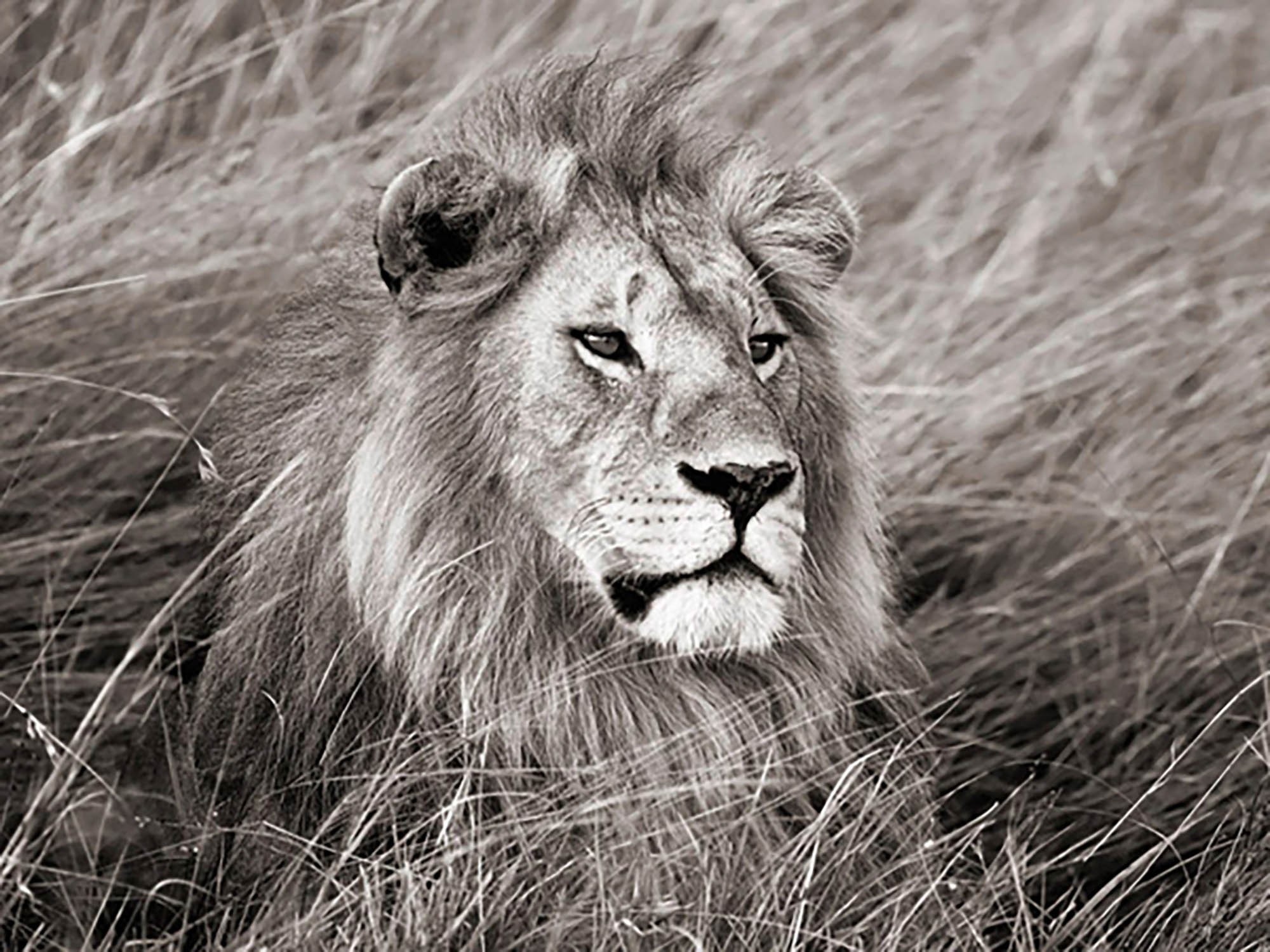 León africano, Masai Mara, Kenia