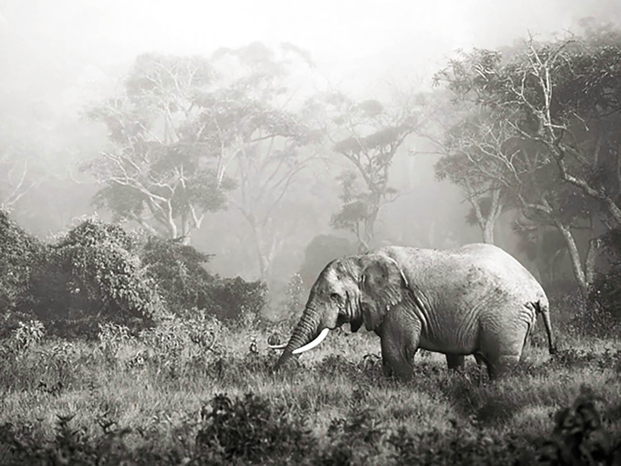 Elefante africano, cráter del Ngorongoro, Tanzania