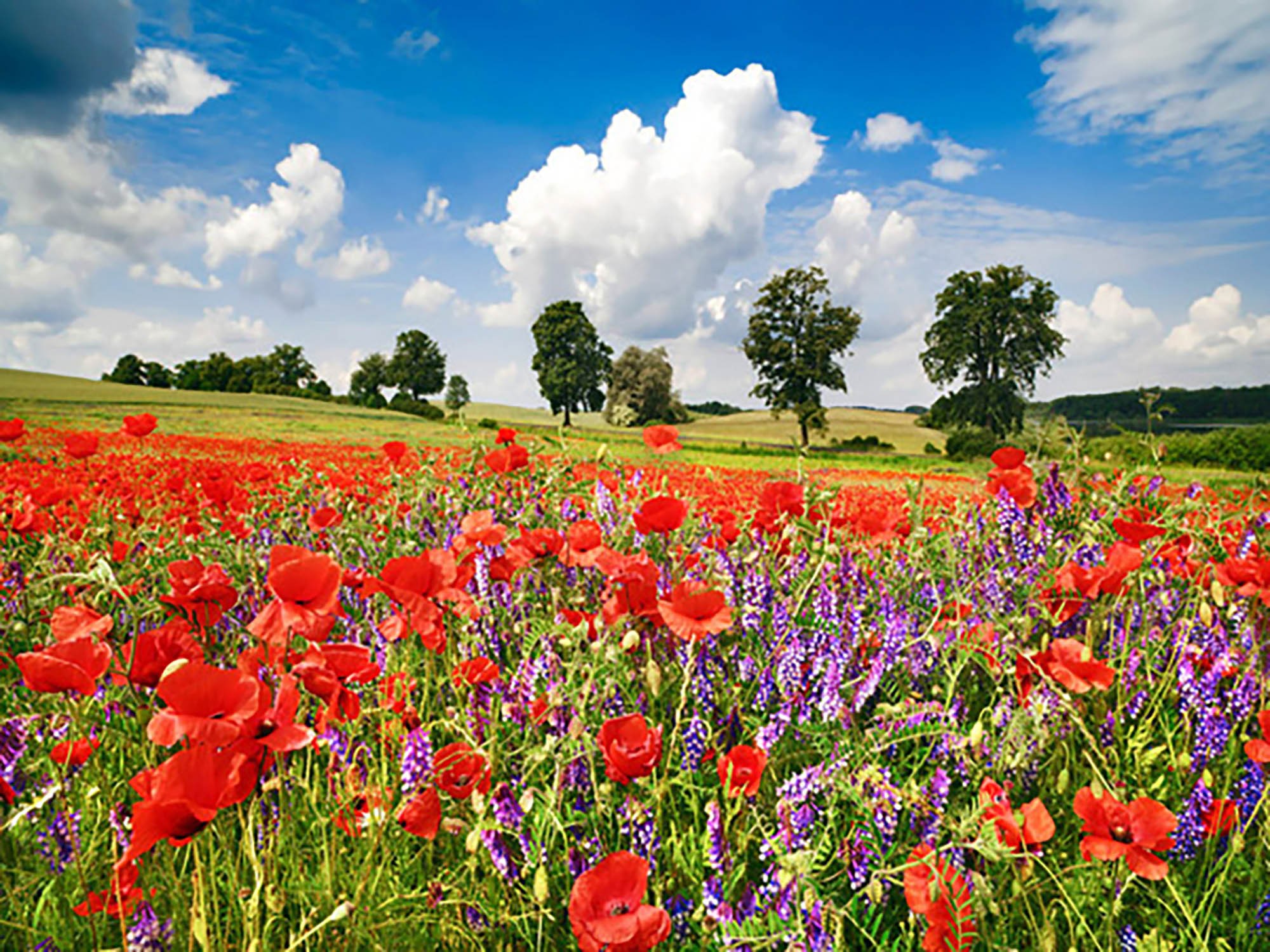 Amapolas y vicias en un prado, Distrito de los Lagos de Mecklemburgo, Alemania