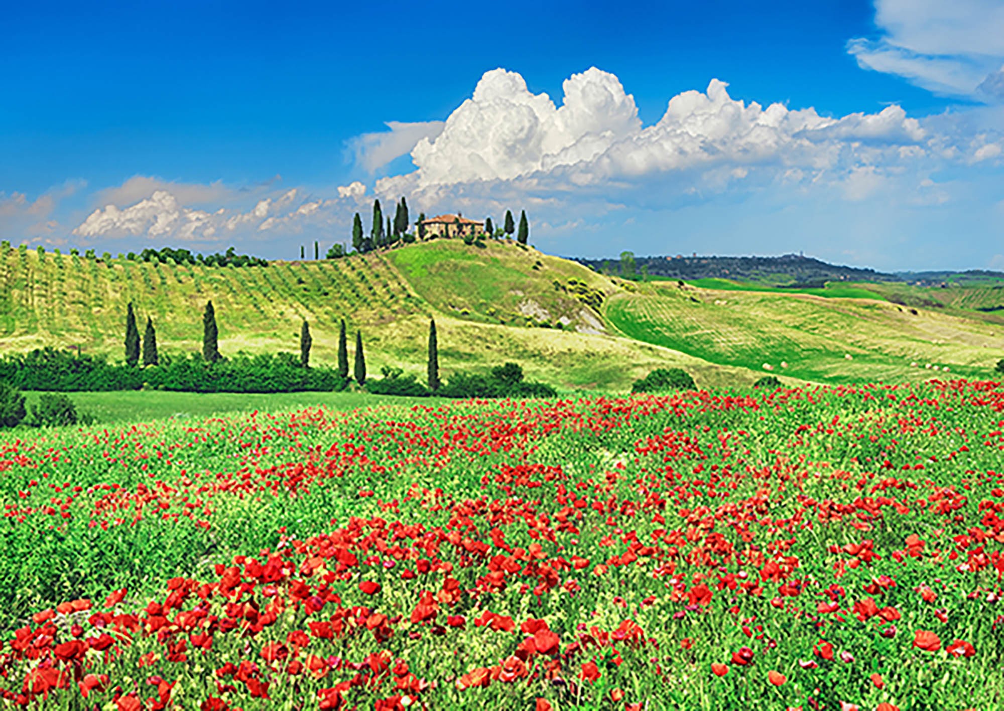 Casa rural con cipreses y amapolas, Val d'Orcia, Toscana