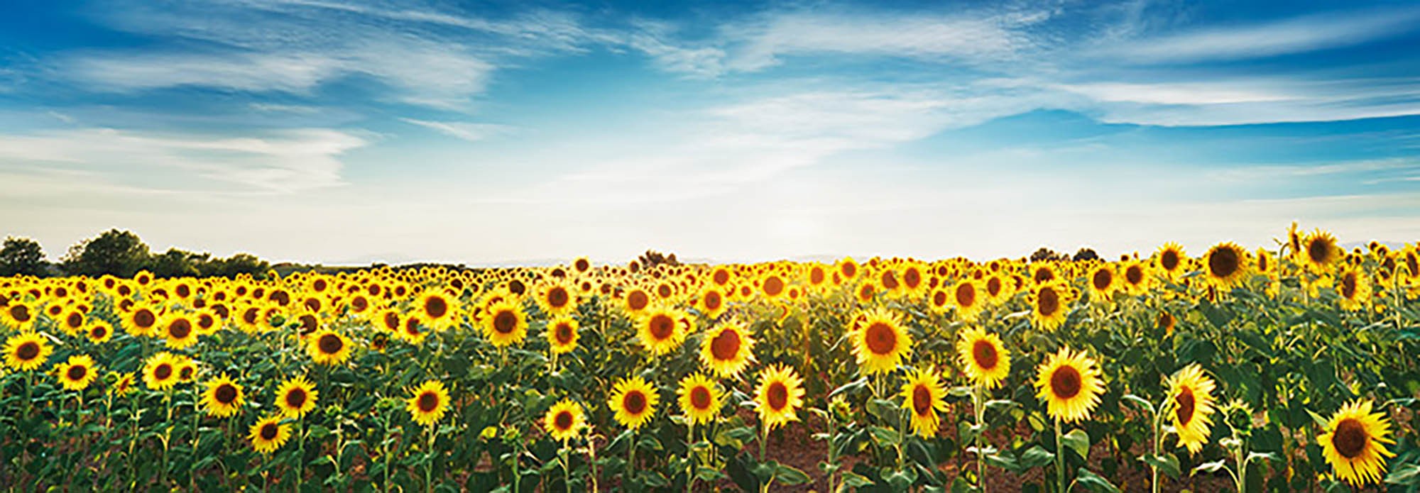 Campo de girasoles, meseta de Valensole, Provenza, Francia