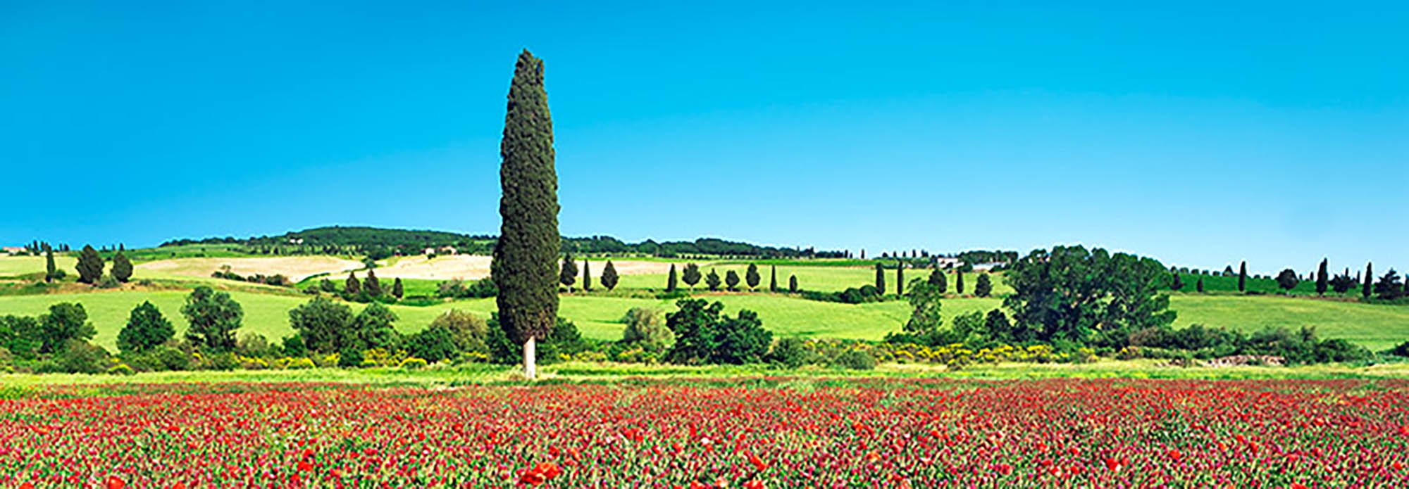Ciprés en un campo de amapolas, Toscana, Italia