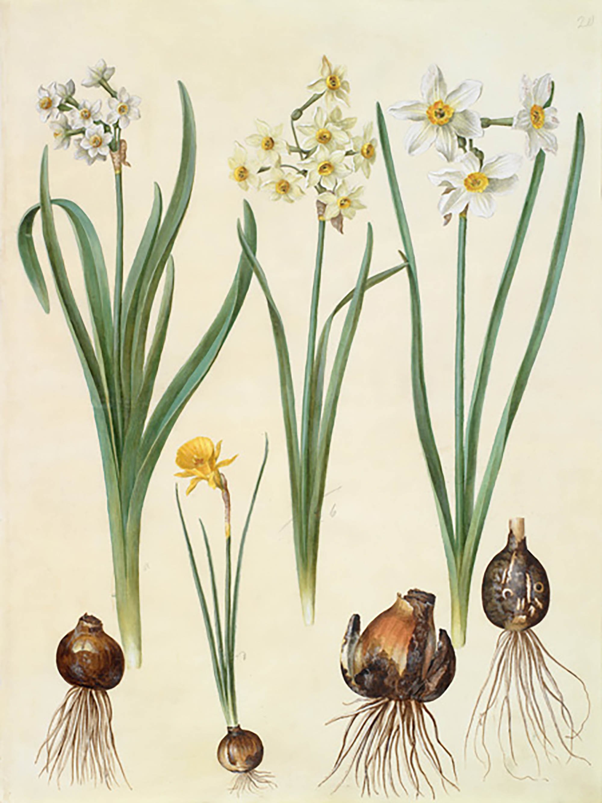 Narciso