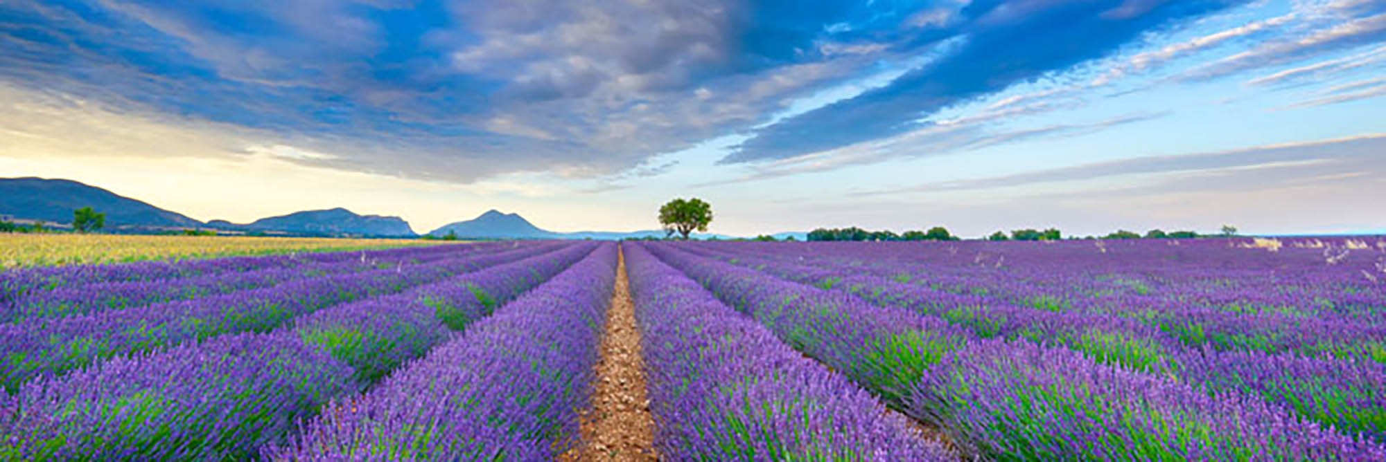Campo de lavanda, Francia