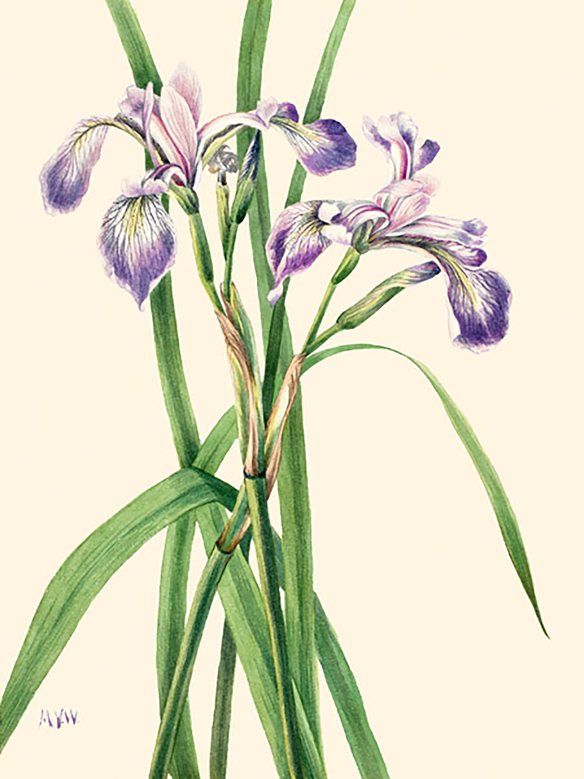Iris de bandera azul, 1919