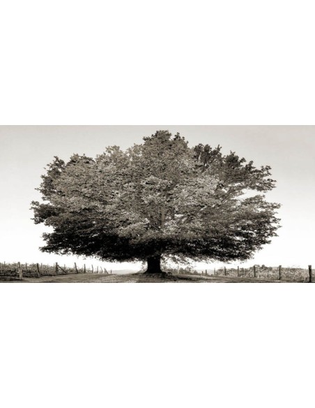 Un siglo de atardeceres (BW)