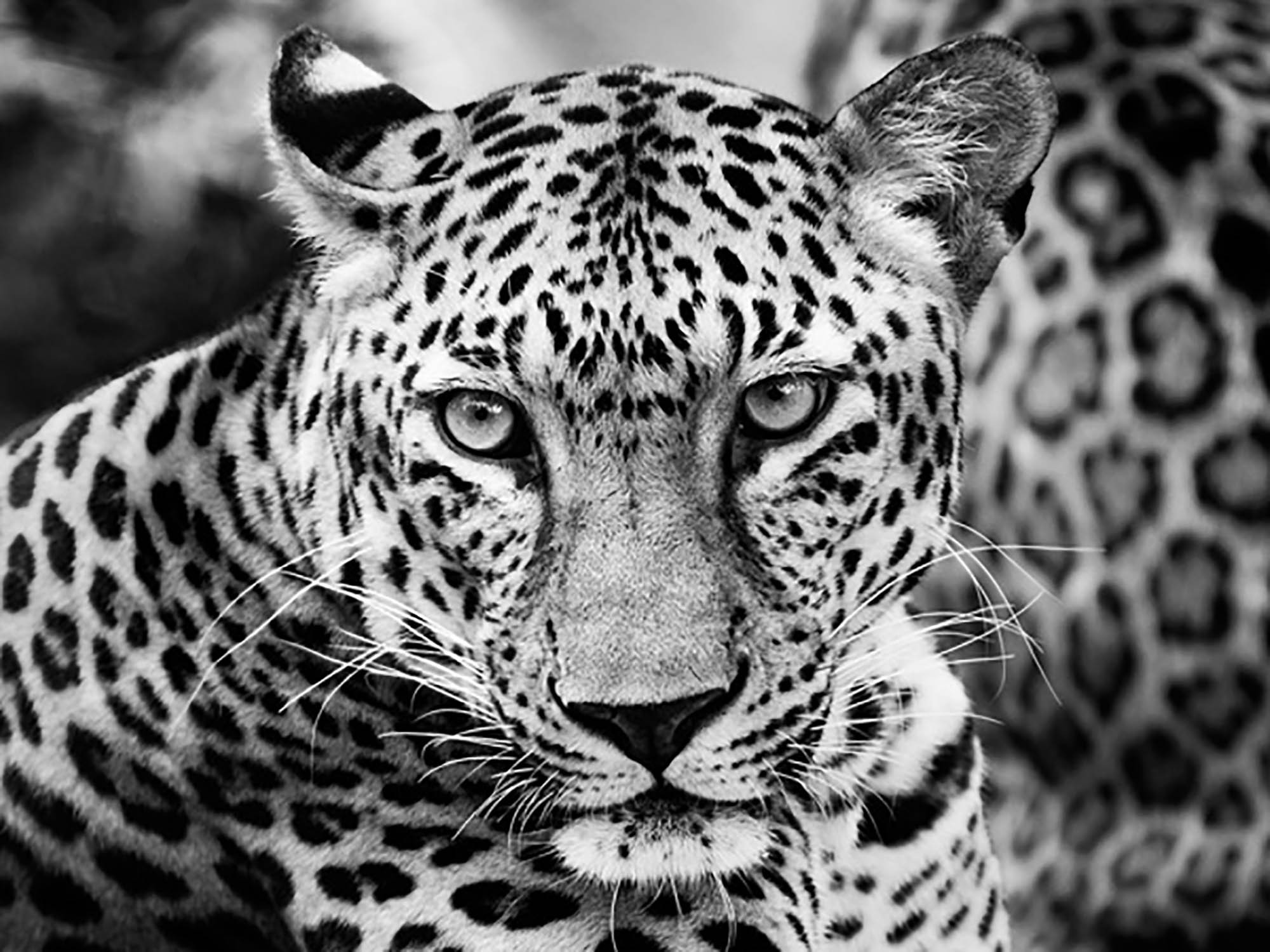 Leopardo joven