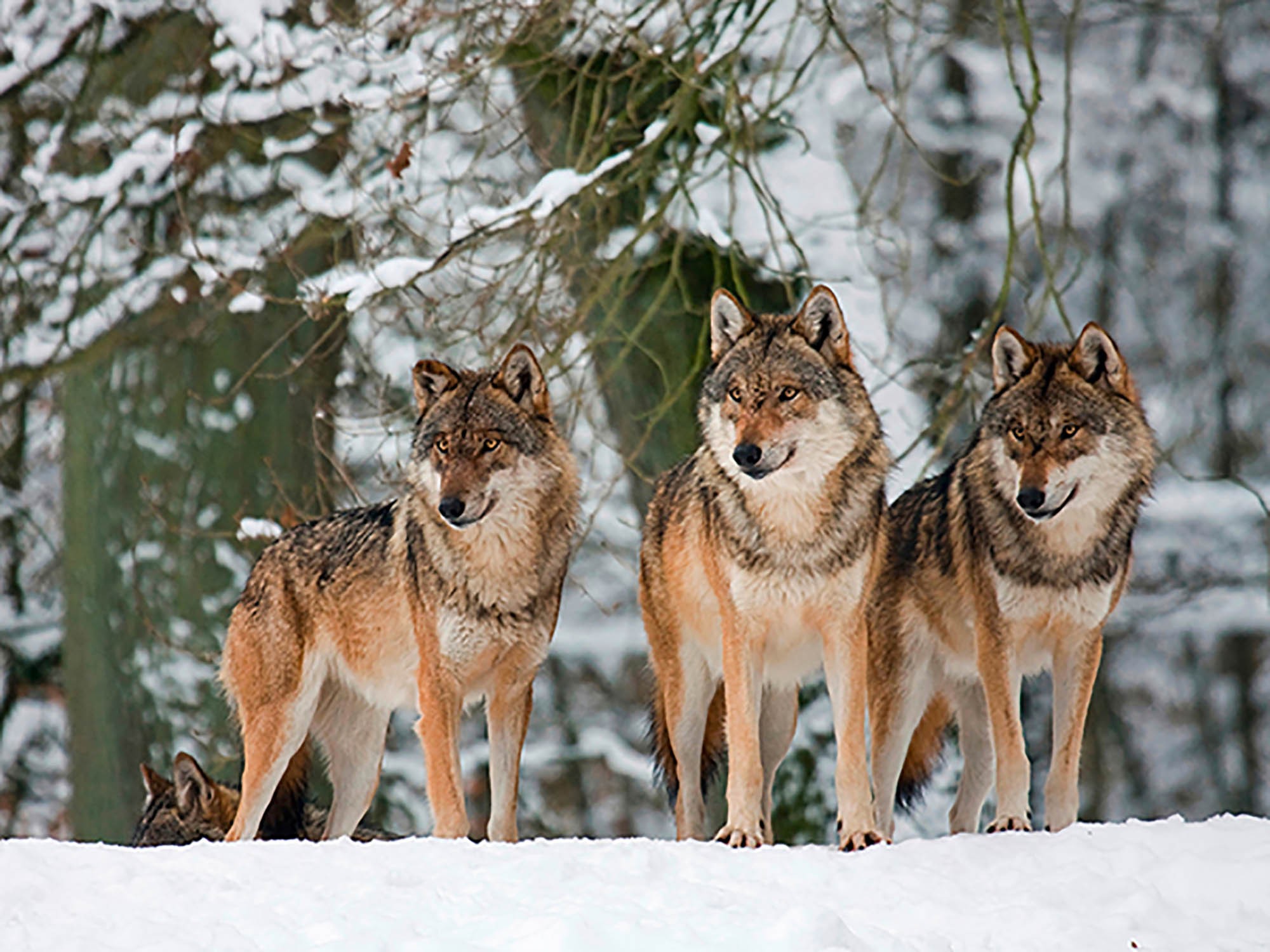 Lobos en la nieve, Alemania
