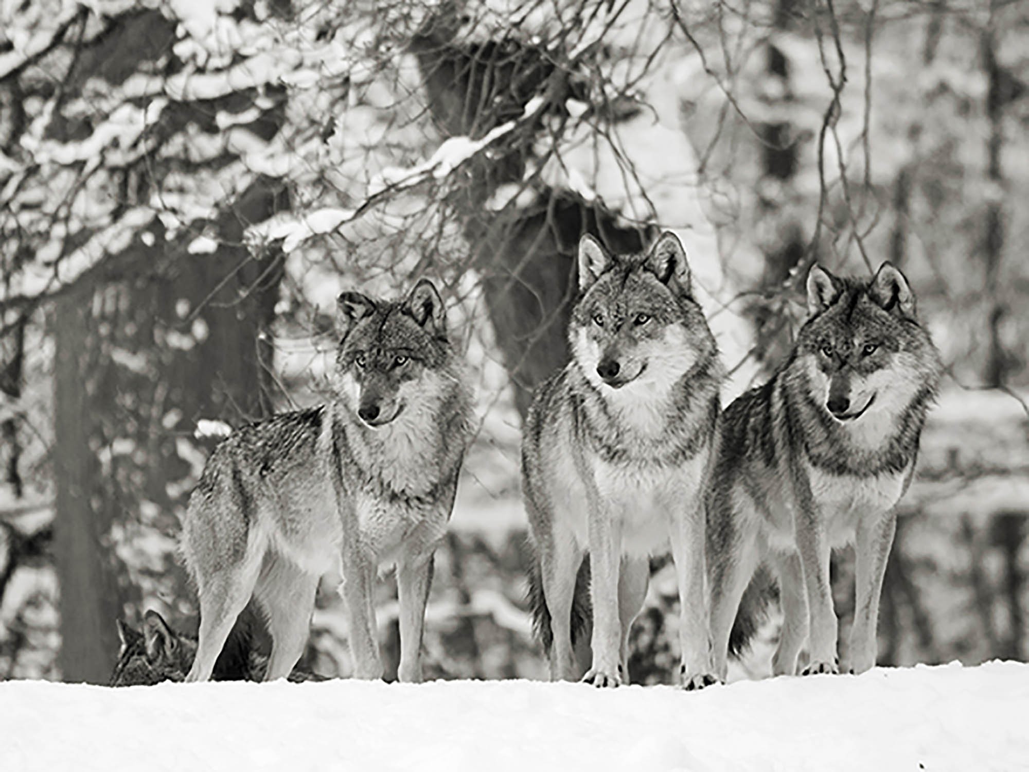 Lobos en la nieve, Alemania (BW)