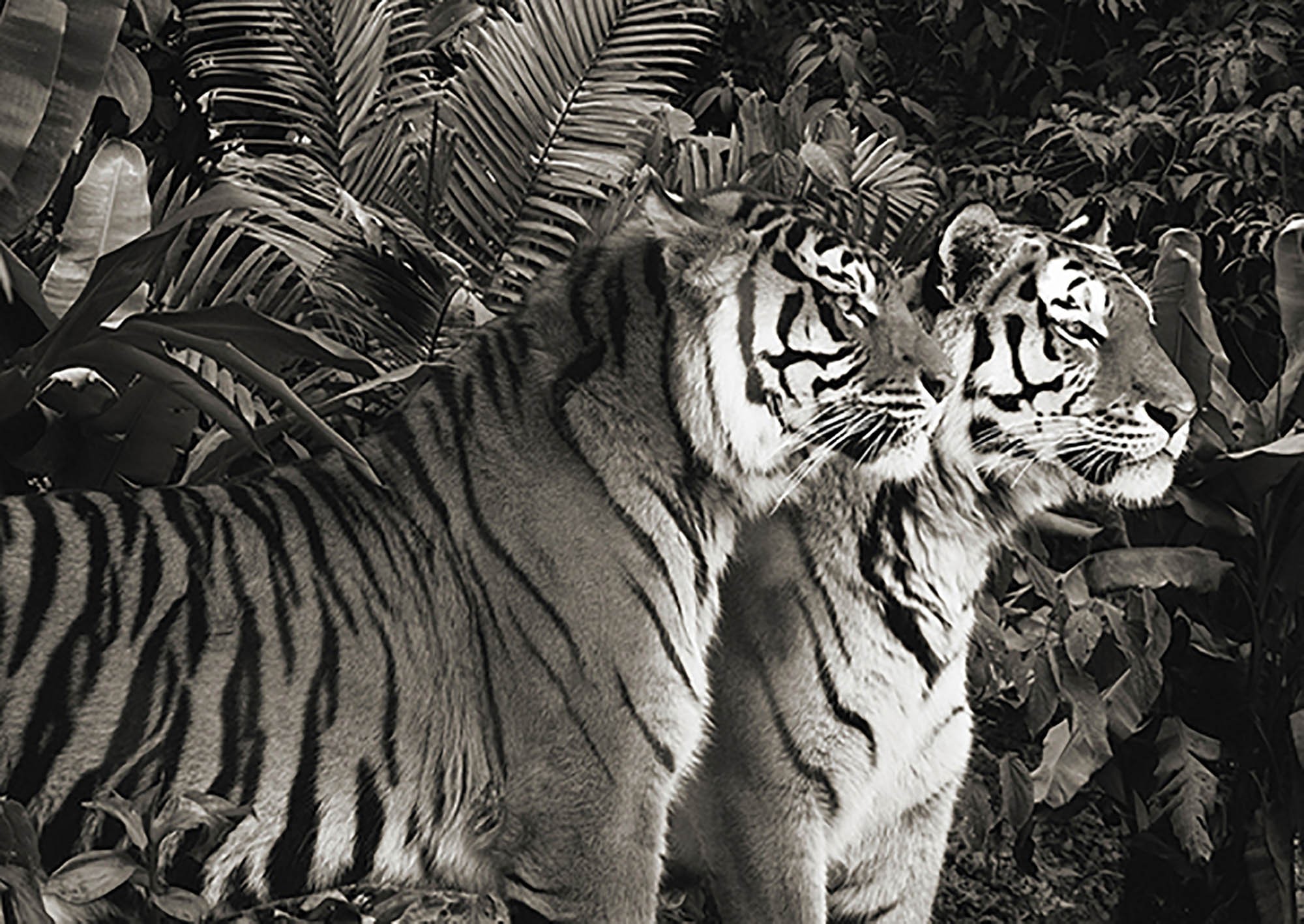 Dos tigres de Bengala (BW)