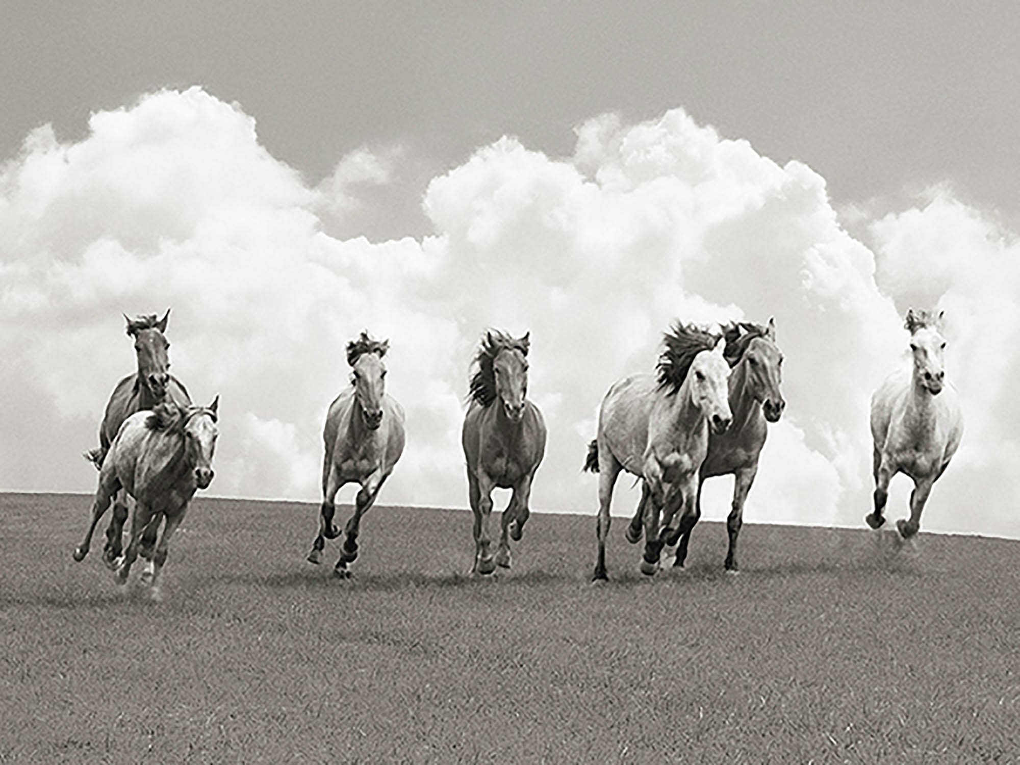 Manada de caballos salvajes (BW)