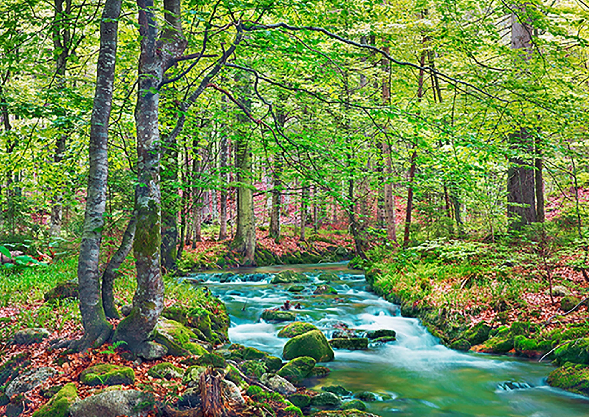Arroyo forestal a través de un bosque de hayas, Baviera, Alemania