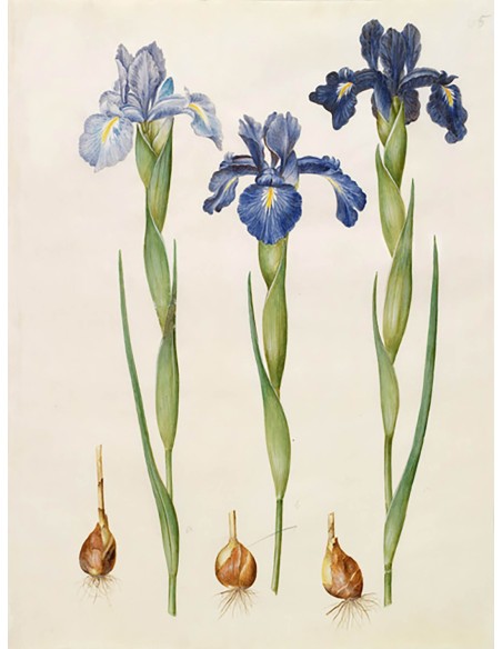 Iris xiphioides