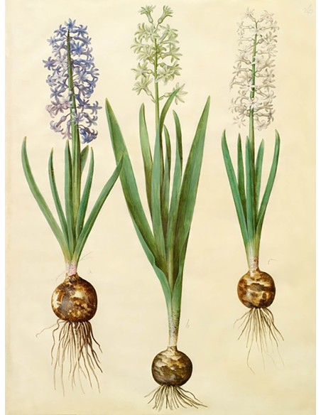 Hyacinthoides orientalis