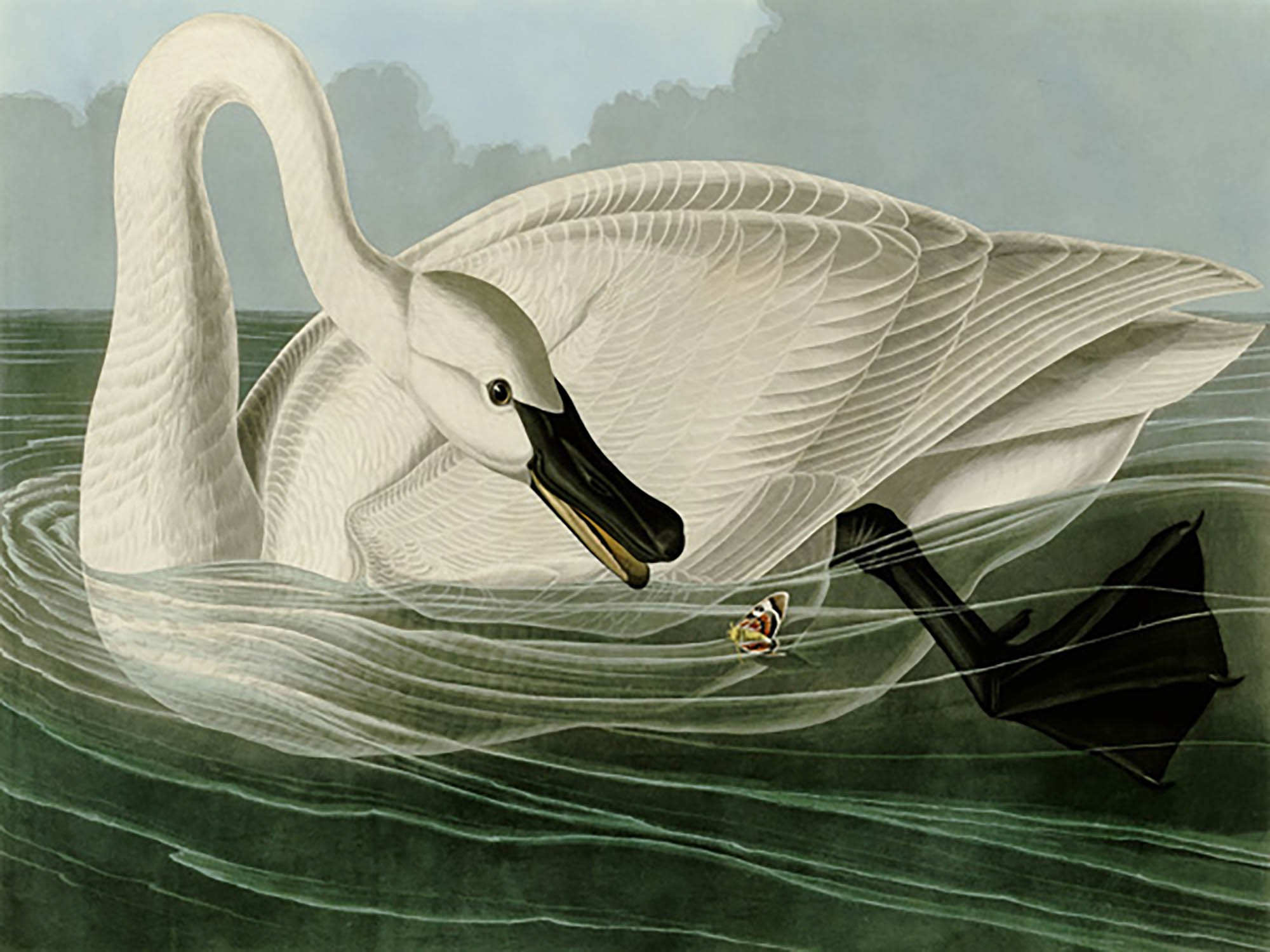 Cisne trompetero