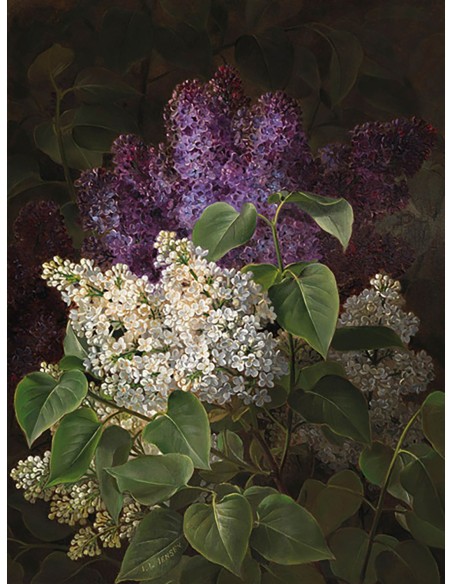 Lila blanca y violeta