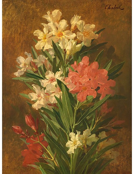 Adelfa azul roja y blanca