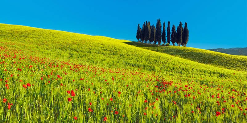 Campo de cipreses y maíz, Toscana, Italia