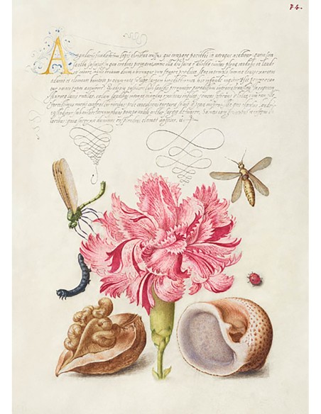 Del Libro Modelo de Caligrafía, V