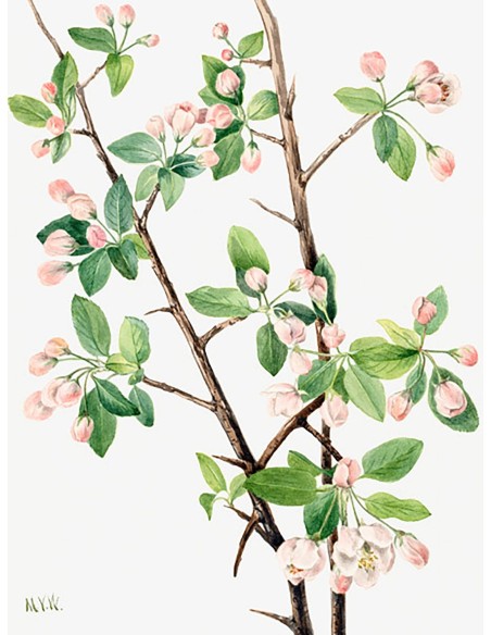 Cangrejo dulce salvaje, 1920