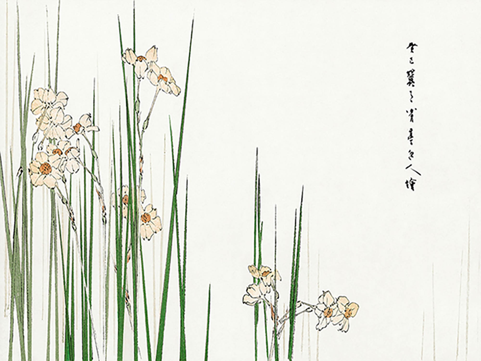 Ilustración de junquillo, 1896