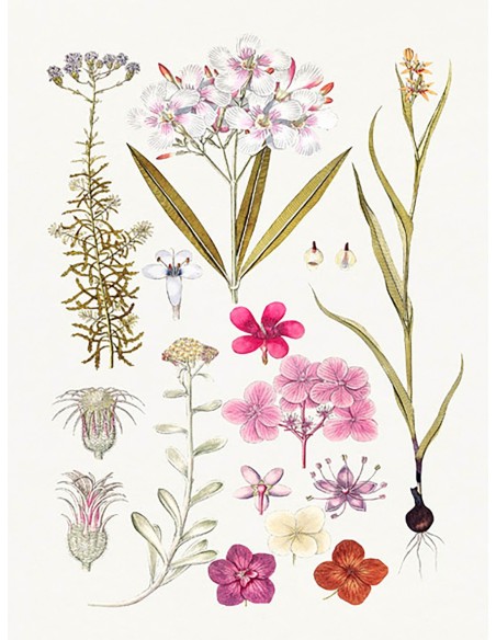 Flores rosas dibujadas a mano