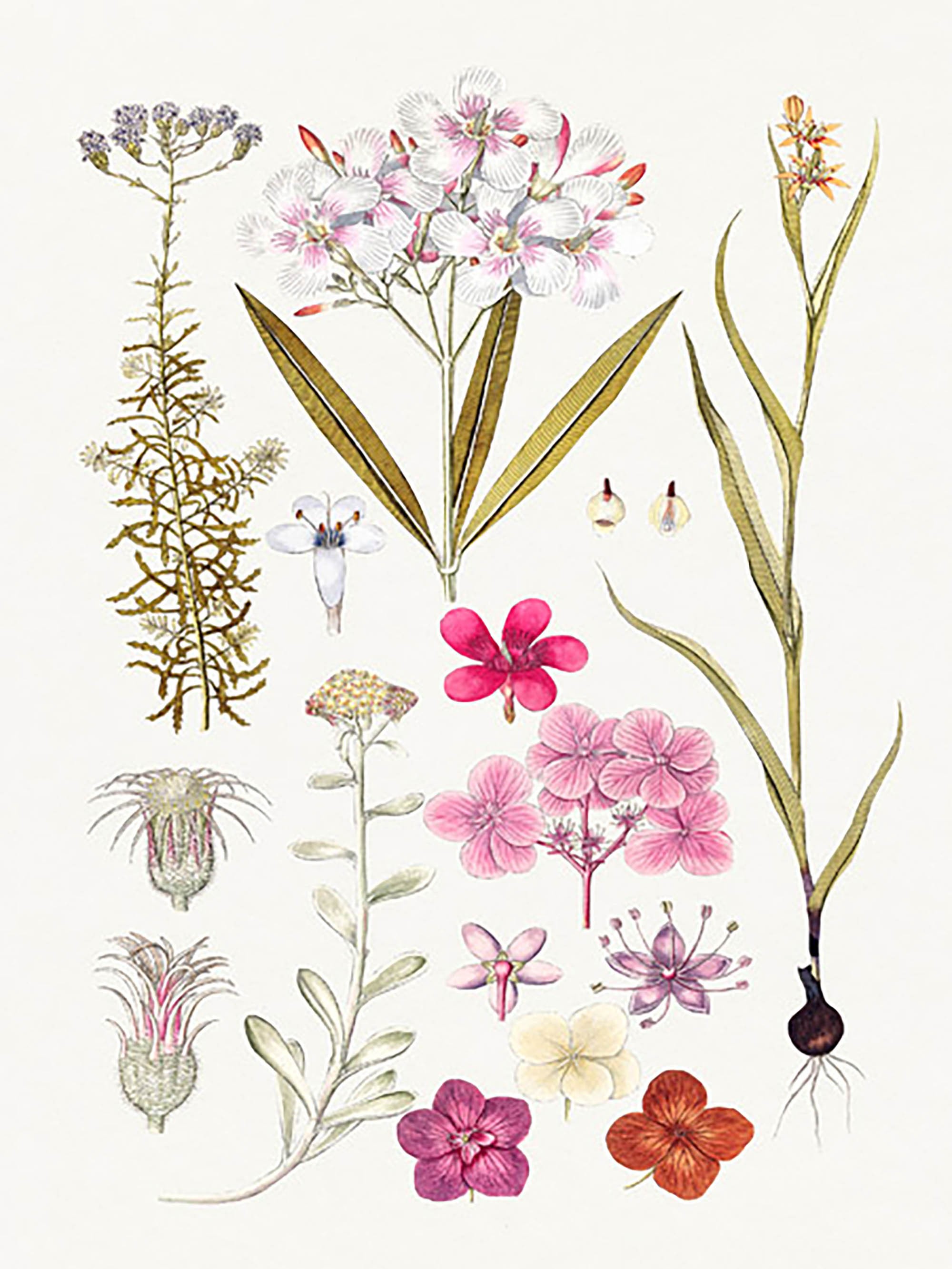 Flores rosas dibujadas a mano