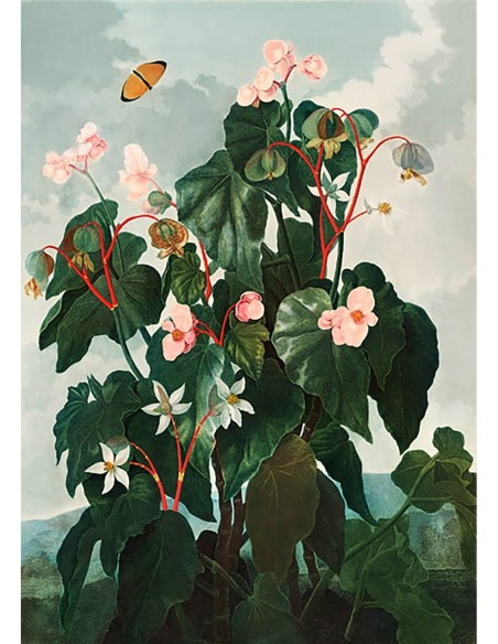 Begonia del Templo de la Flora