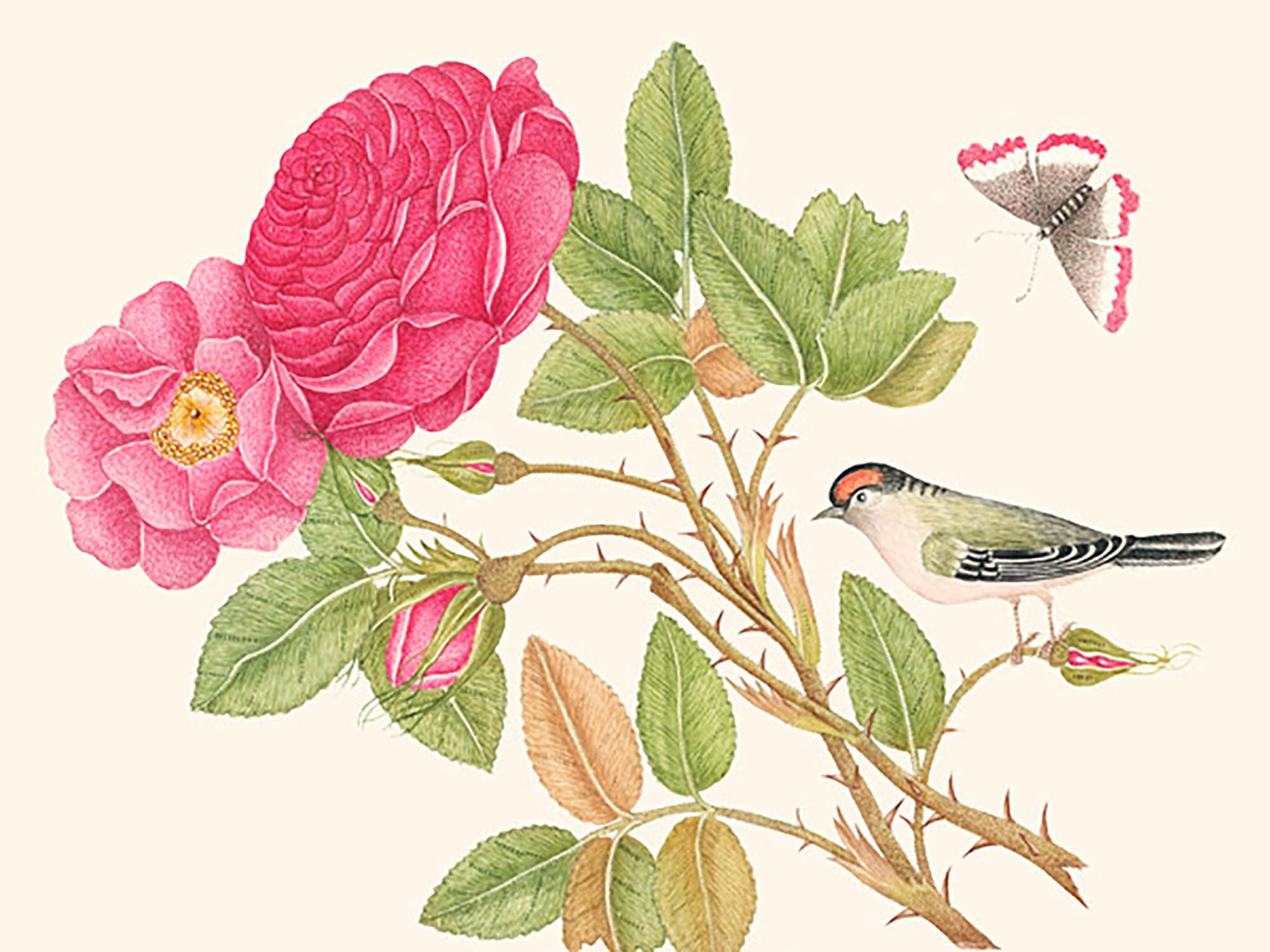 Un pájaro en una rama de rosa