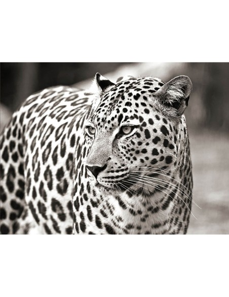 Retrato de leopardo, Sudáfrica