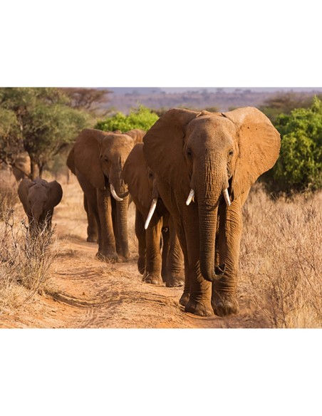 Manada de elefantes africanos, Kenia