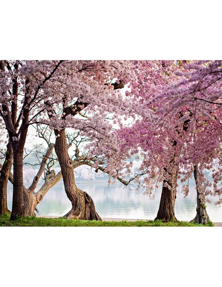 Cerezos en flor, Washington, EE. UU.