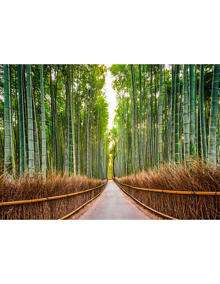 Bosque de bambú, Kioto, Japón