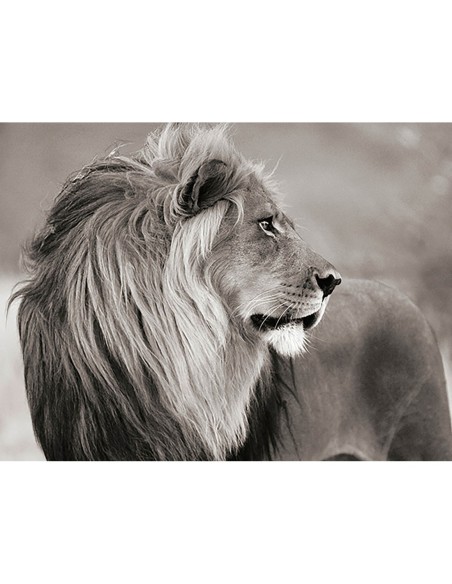 León macho, Namibia (BW)