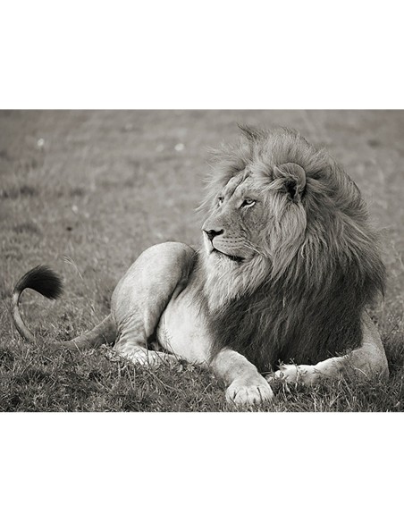 León macho, Parque Nacional del Serengeti