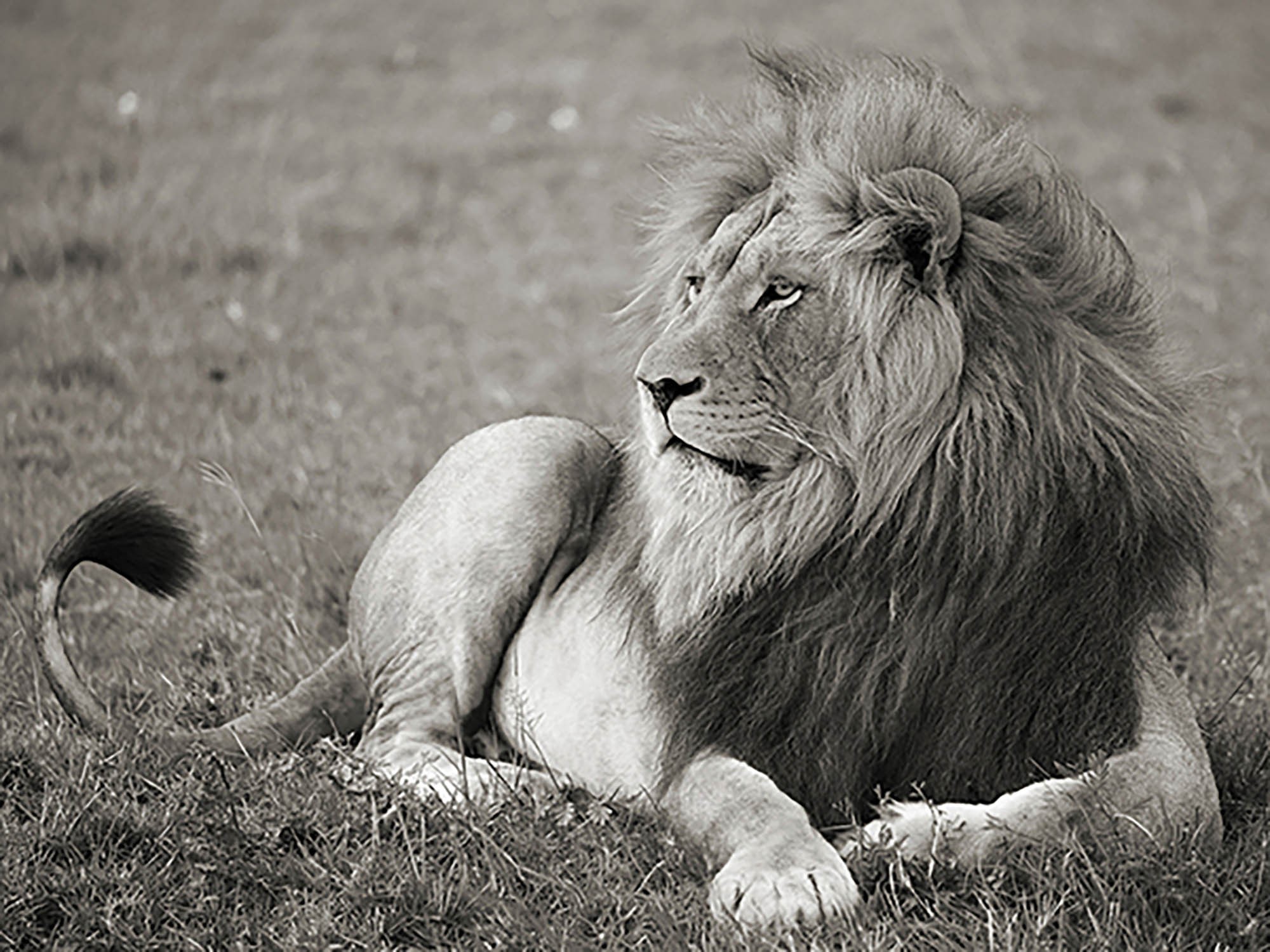 León macho, Parque Nacional del Serengeti