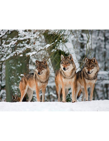 Lobos en la nieve, Alemania