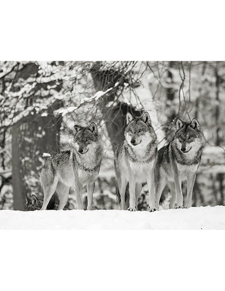 Lobos en la nieve, Alemania (BW)