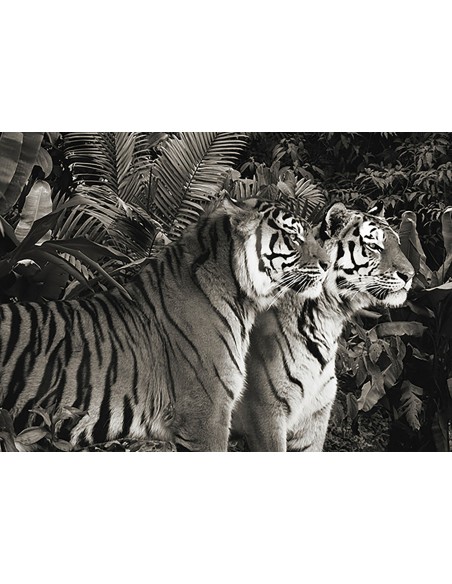 Dos tigres de Bengala (BW)