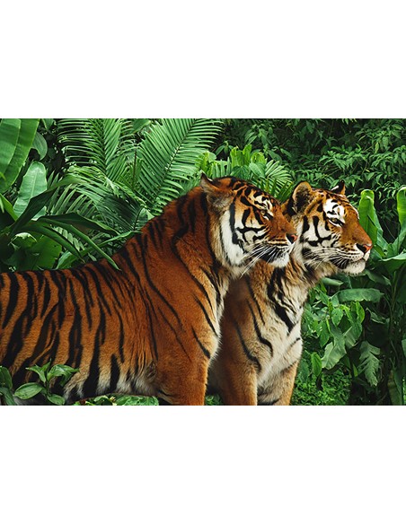 Dos tigres de Bengala