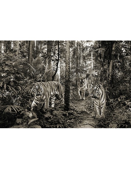 Tigres de Bengala (BW)