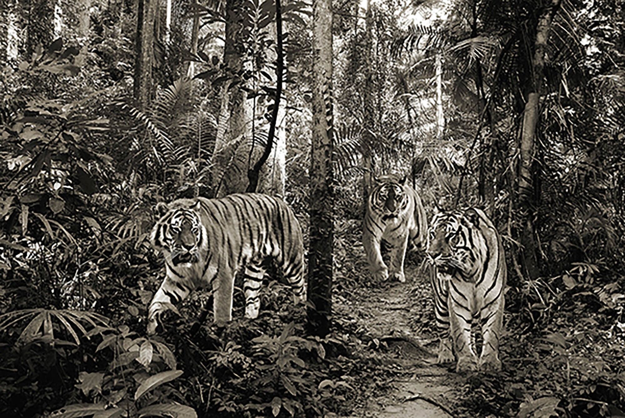 Tigres de Bengala (BW)