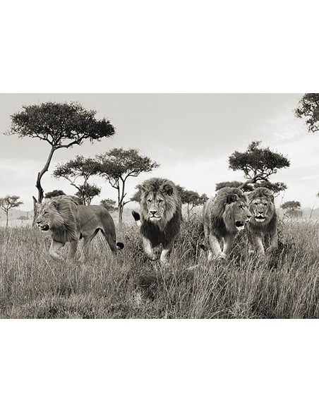 Hermanos, Masai Mara, Kenia