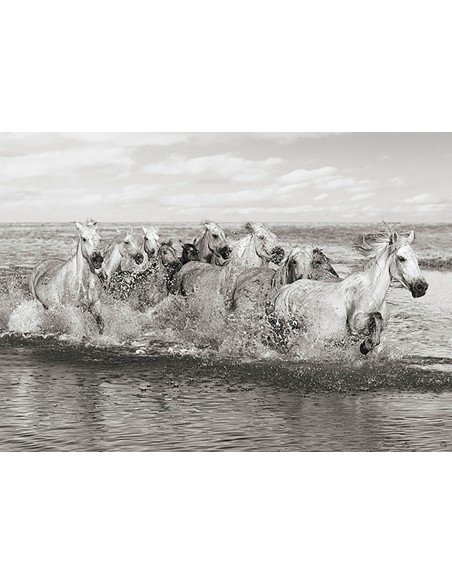 Manada de caballos, Camarga