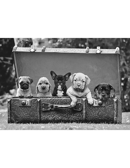 Cachorros de perro en una maleta (detalle)