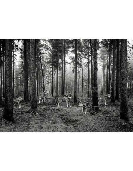 Manada de lobos en el bosque (BW)