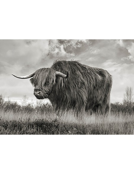 Toro de las Tierras Altas de Escocia (BW)