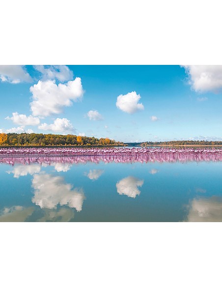 Reflejo de flamencos, Camargue, Francia