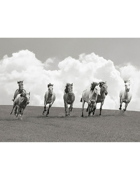 Manada de caballos salvajes (BW)
