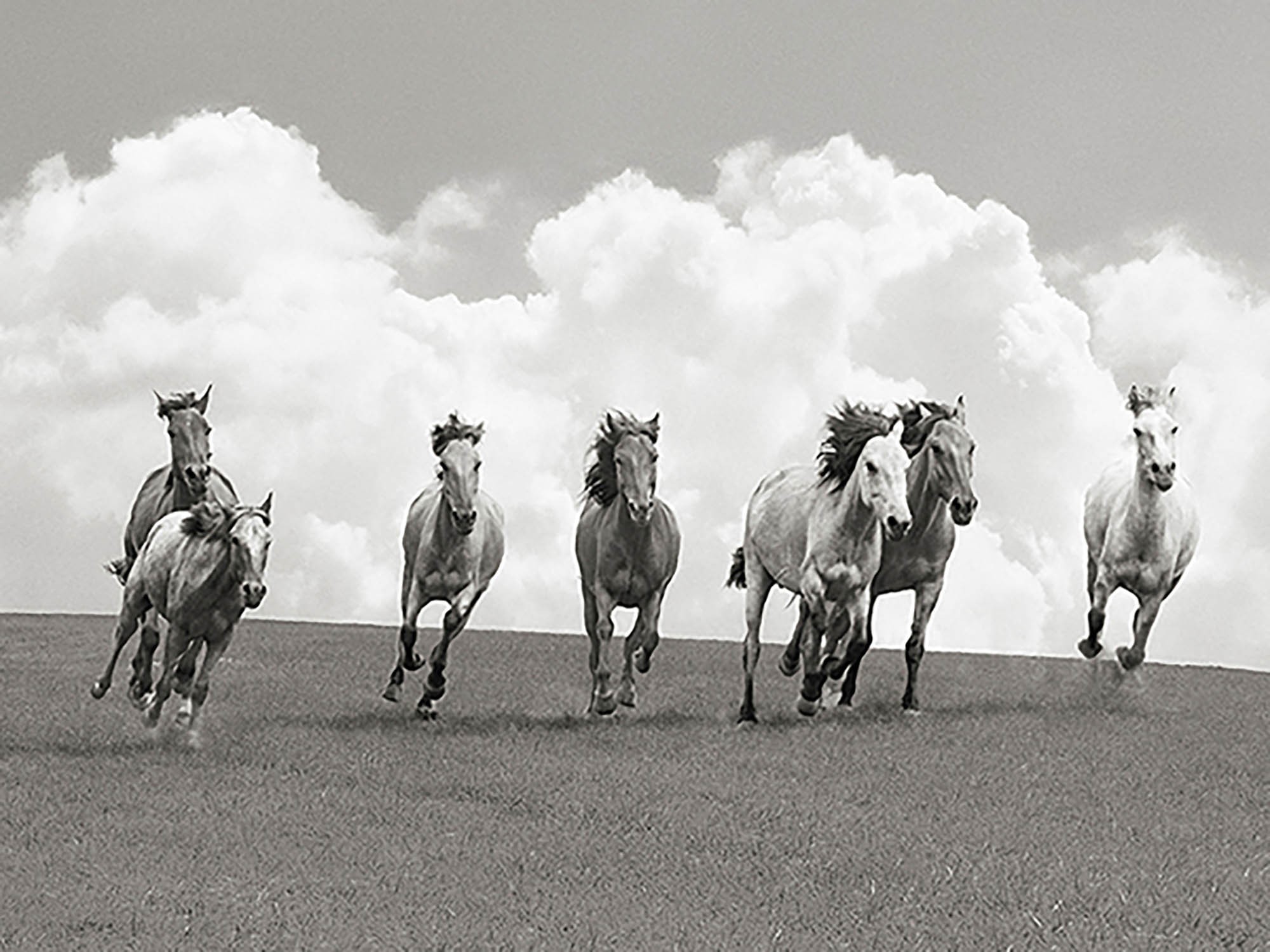 Manada de caballos salvajes (BW)